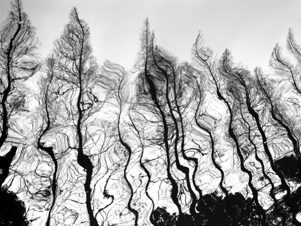 Photograph Santha Soruban David Samson Dancing Trees on One Eyeland